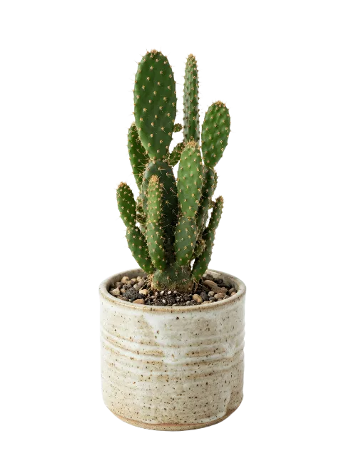Potted Green Cactus in Ceramic Pot