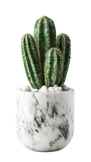 Potted Green Cactus in Marble Pot