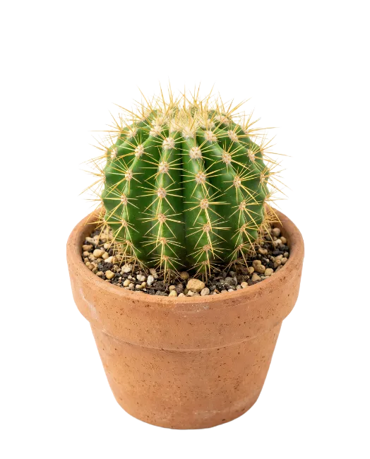 Potted Green Cactus in Terra Cotta Pot