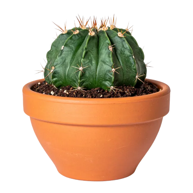 Potted Green Cactus in Terracotta Pot