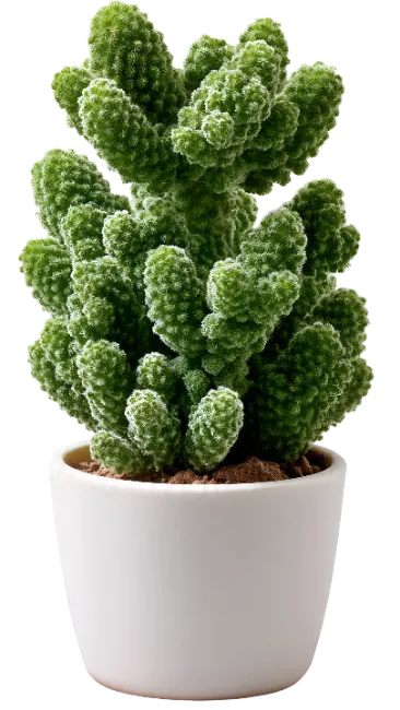 Potted Green Cactus Plant