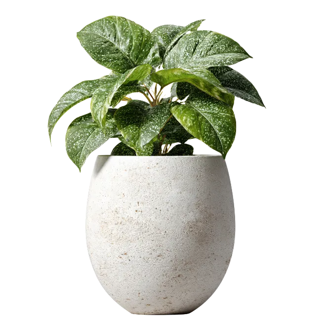 Potted Green Houseplant in Stone Pot