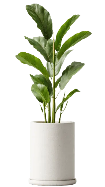 Potted Green Plant in White Pot