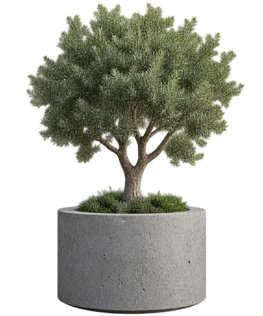 Potted Olive Tree in Concrete Planter