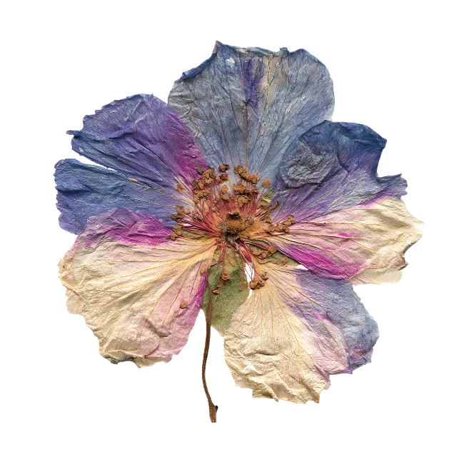 Pressed Dried Flower with Blue and Pink Petals