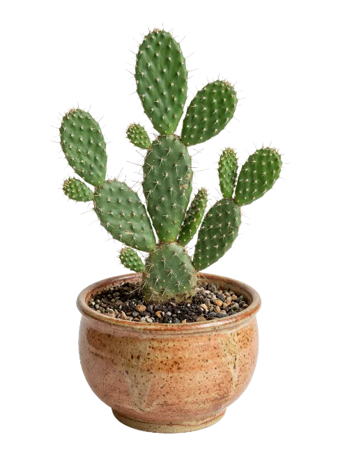 Prickly Pear Cactus in Pot