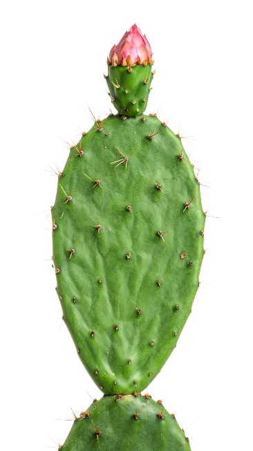 Prickly Pear Cactus Pad with Pink Flower Bud