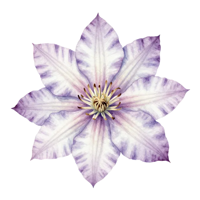 Purple Clematis Flower Illustration