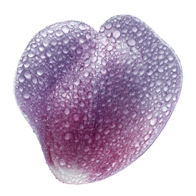 Purple Flower Petal with Water Droplets