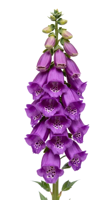 Purple Foxglove Flower Spike Isolated