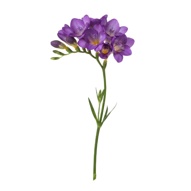 Purple Freesia Flower Stem