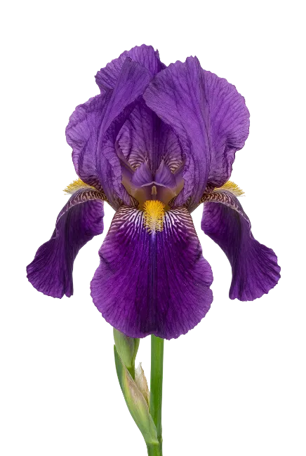 Purple Iris Flower