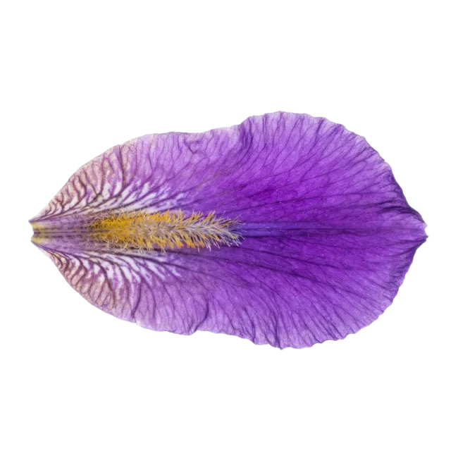 Purple Iris Flower Petal Close Up
