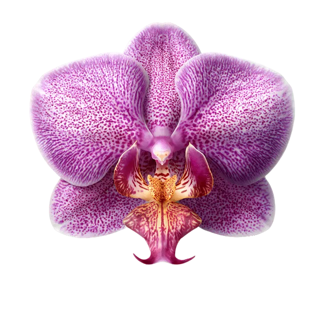 Purple Orchid Flower Blossom