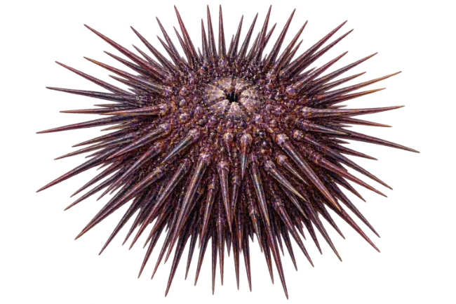 Purple Sea Urchin Close Up