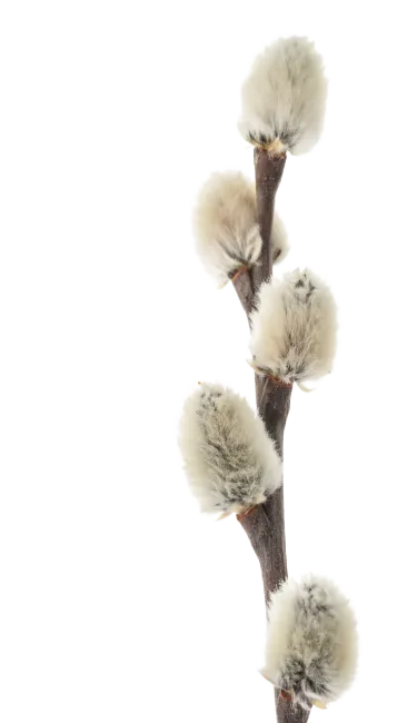 Pussy Willow Branch with Soft Catkins