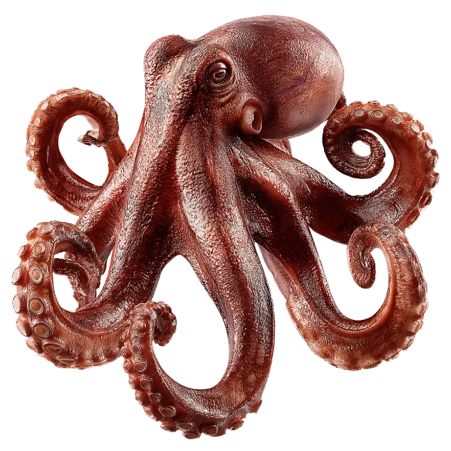 Realistic Red Octopus Isolated on Black Background