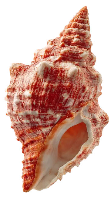 Red and White Marine Seashell Specimen