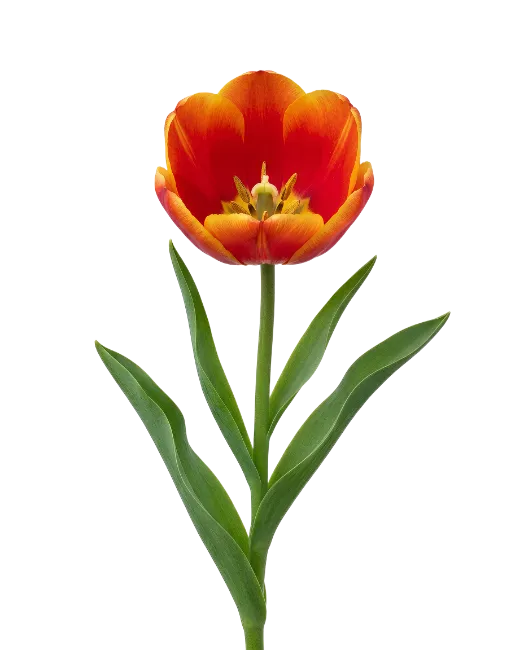 Red and Yellow Tulip Flower