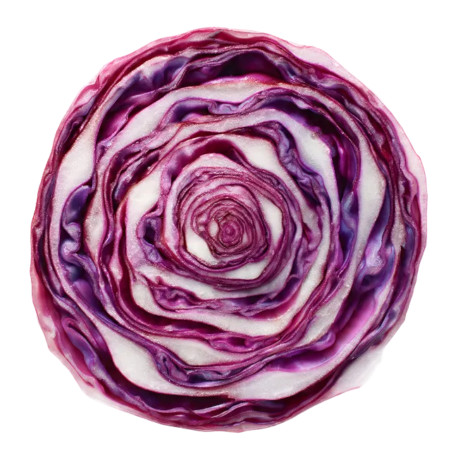 Red Cabbage Cross Section