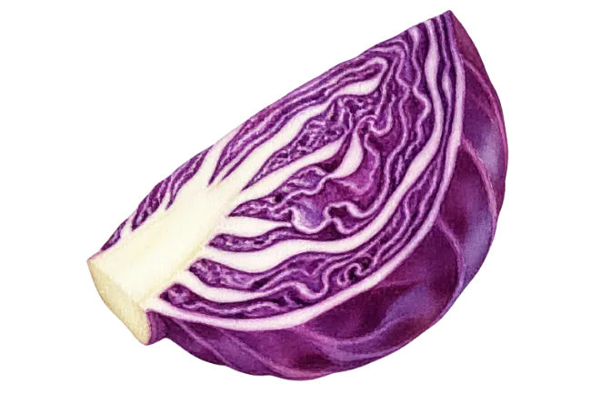 Red Cabbage Wedge Illustration