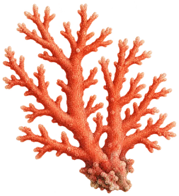 Red Coral Branch