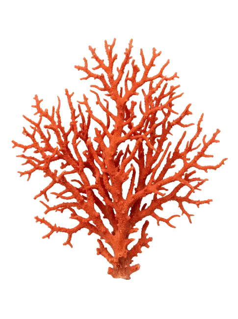 Red Coral Branch Isolated On White Background