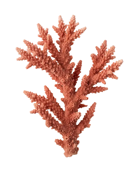 Red Coral Branch Sea Organism