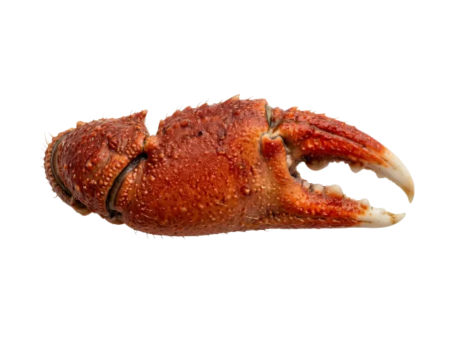 Red Crab Claw Seafood Isolated