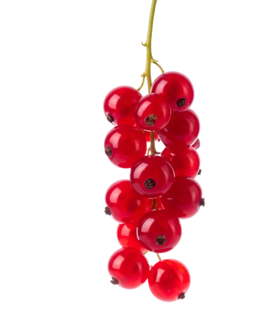 Red Currant Cluster on Vine