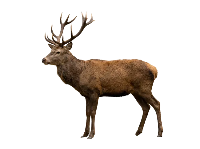 Red Deer Stag with Large Antlers
