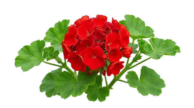 Red Geranium Flower Cluster With Green Leaves