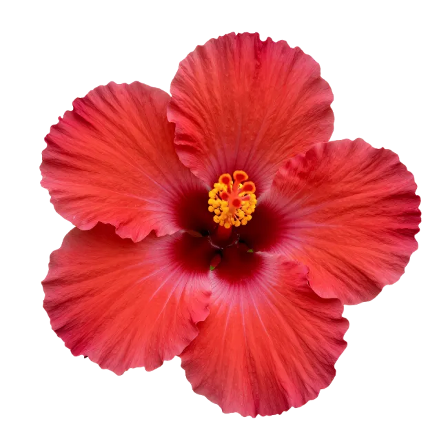 Red Hibiscus Flower