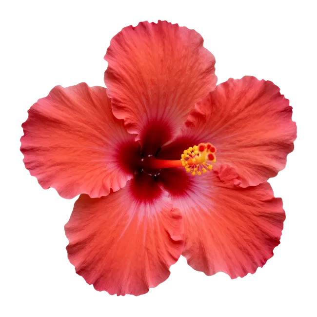 Red Hibiscus Flower Bloom