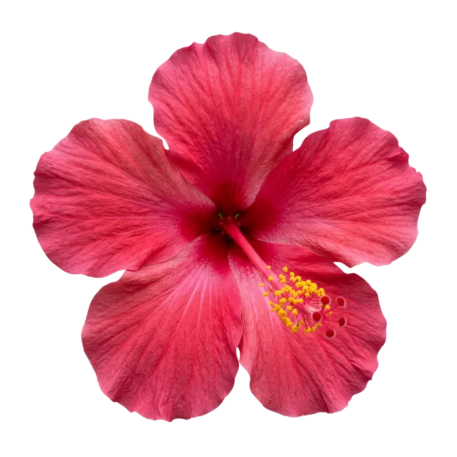 Red Hibiscus Flower Blossom