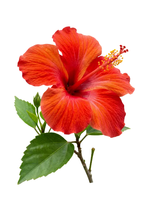 Red Hibiscus Flower on Stem with Leaves
