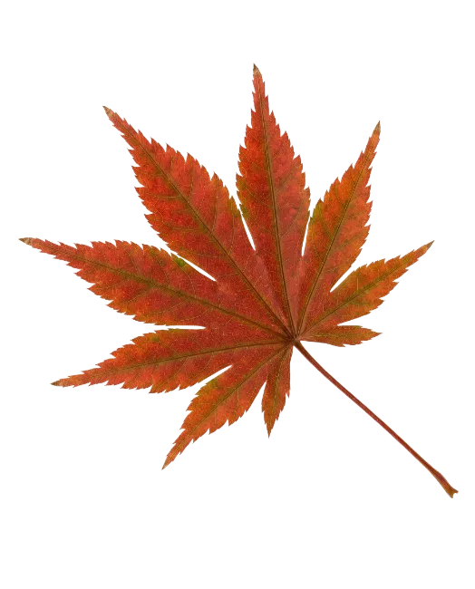 Red Japanese Maple Leaf Isolated