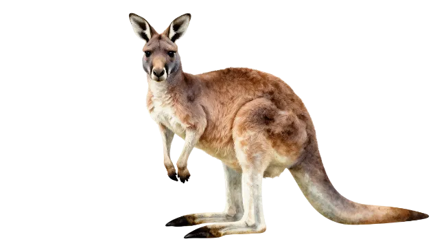 Red Kangaroo Full Body Isolated