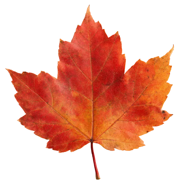 Red Maple Leaf Isolated