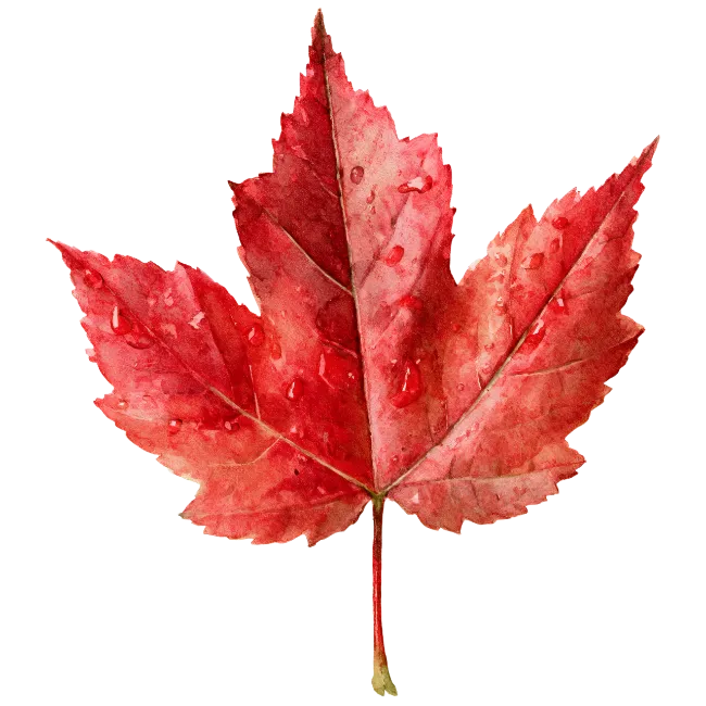 Red Maple Leaf with Water Droplets