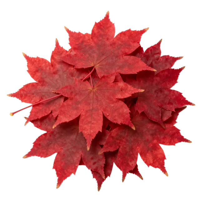 Red Maple Leaves Arrangement