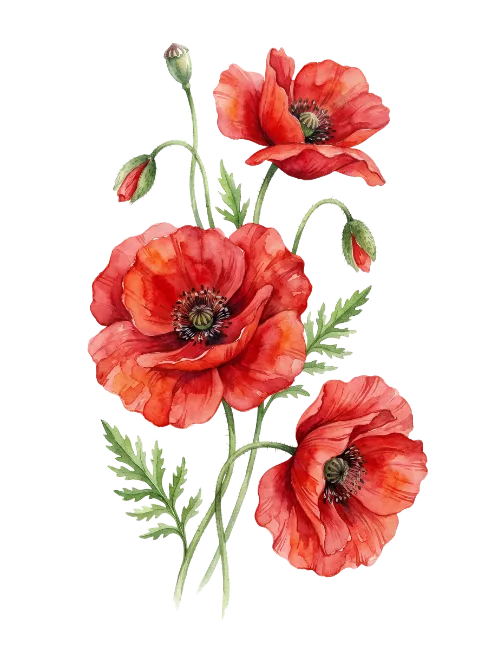 Red Poppy Flowers Watercolor Illustration