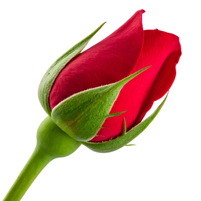 Red Rose Bud Isolated on White