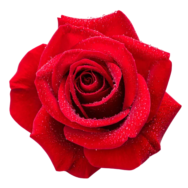 Red Rose Flower with Water Drops