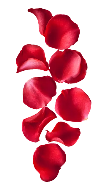 Red Rose Petals Falling