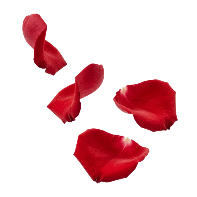 Red Rose Petals Floating