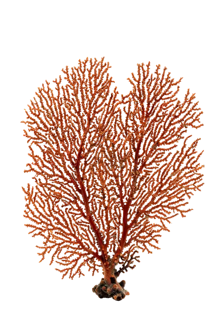 Red Sea Fan Coral Specimen