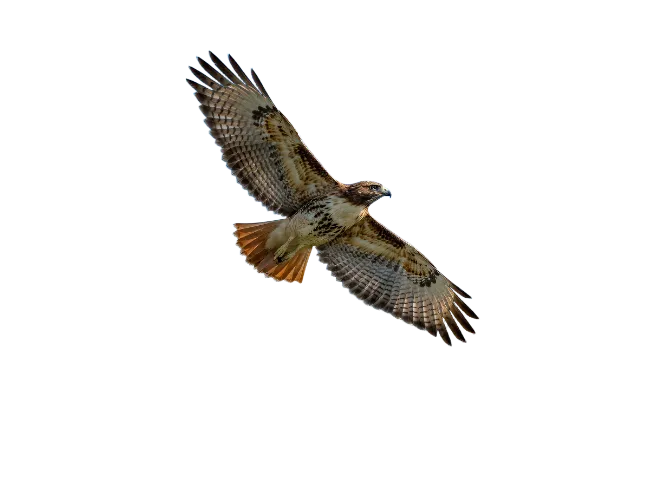 Red-tailed hawk in flight