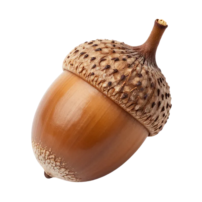 Ripe brown acorn nut with textured cap