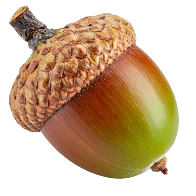 Ripe brown and green acorn with textured cap
